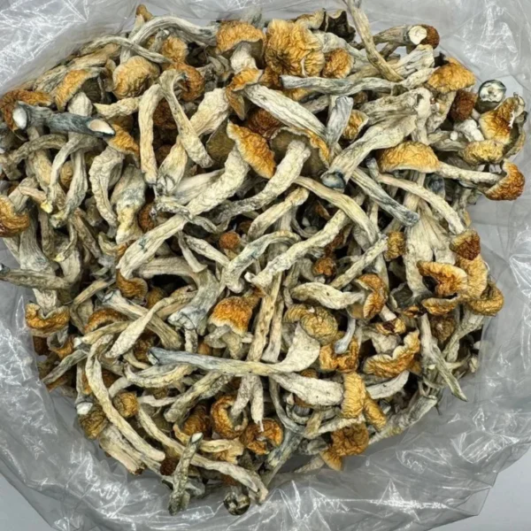 MUSHROOM CHOCOLATE BAR